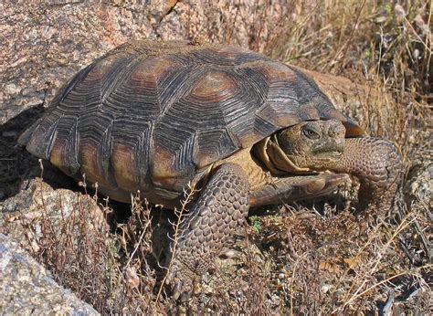 Sonoran Desert Tortoise Care Sheet | Reptiles' Cove