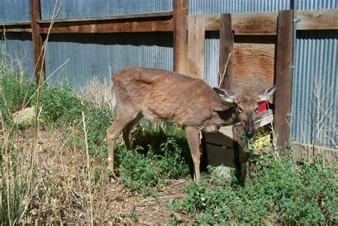 Deer chronic wasting disease spread making biologists and lawmakers wary - North Carolina Health ...