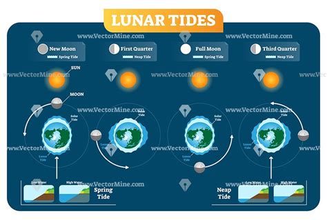 Lunar Phases And Tides