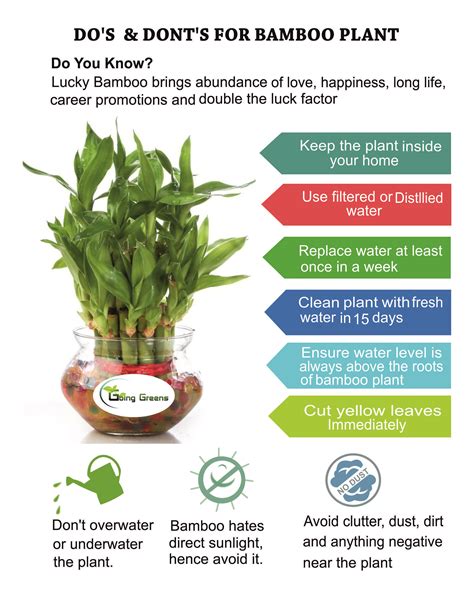 Lucky Bamboo Care Tips #goinggreens #luckybamboo #bamboocare | Bamboo plants, Lucky bamboo ...