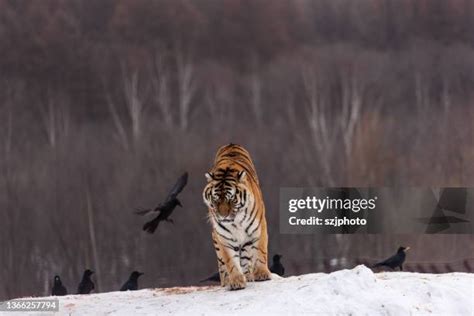 770 Siberian Tiger Prey Stock Photos, High-Res Pictures, and Images ...