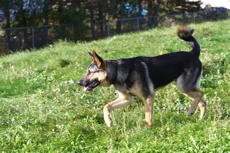 3 Common German Shepherd Tail Problems To Be Aware Of