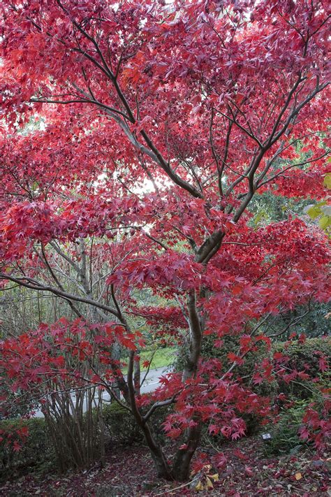 Blue Mountains Botanic Garden vibrant Autumn colour Explorers Walk | Blue mountain, Botanical ...