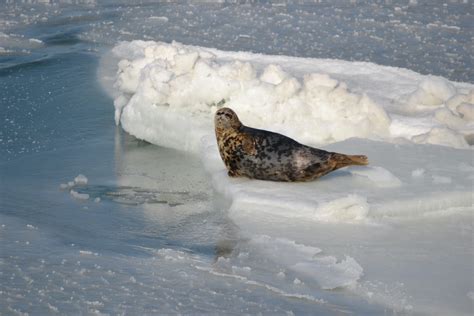 Latest mass stranding raises concerns for endangered Caspian seals | Focusing on Wildlife