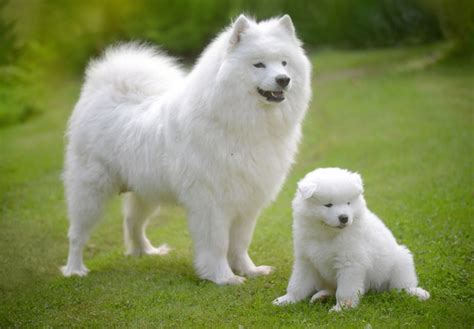 Interesting Facts About Samoyed Husky Mix - PetVet