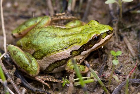 Boreal Chorus Frog 101: Physical Characteristics, Habitat, Behavior, and Conservation Status