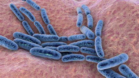 Ask the Expert: What are lactobacilli? – Sexual Health and Wellness ...