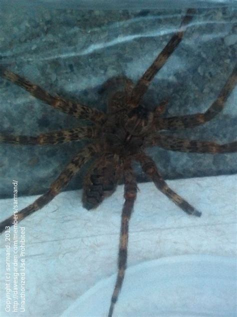 Insect and Spider Identification: CLOSED: Can you please help me identify this spider? , 1 by ...