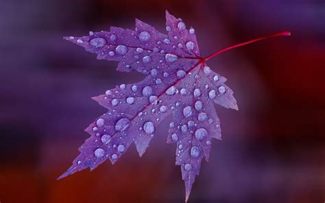 Purple Leaves Wallpapers - Top Free Purple Leaves Backgrounds ...