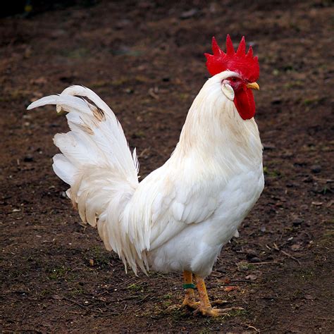 chicken-breeds-white-leghorn-rooster-01-243408715 - Hobby Farms
