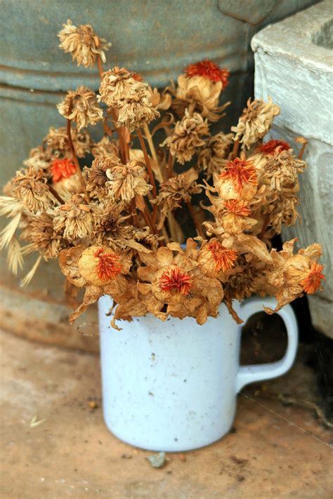 Dried Up Flowers Free Stock Photo - Public Domain Pictures