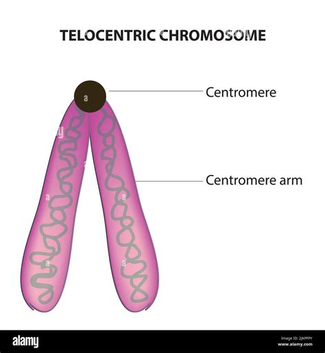 Telocentric chromosome anatomy Stock Photo - Alamy