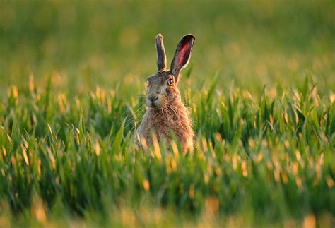 Brown Hare in winter wheat at sunset, Spring Suffolk. Lepus europaeus | Mike Rae