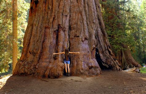 Best of The Redwoods: 10 Tip-Top Things to See Around California's Big ...