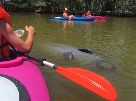 Lazy Manatee | Manatee florida, Kayaking, Florida