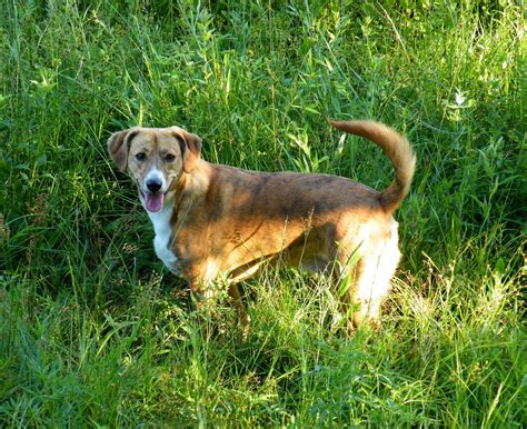 Mountain Cur dog on the grass photo and wallpaper. Beautiful Mountain ...