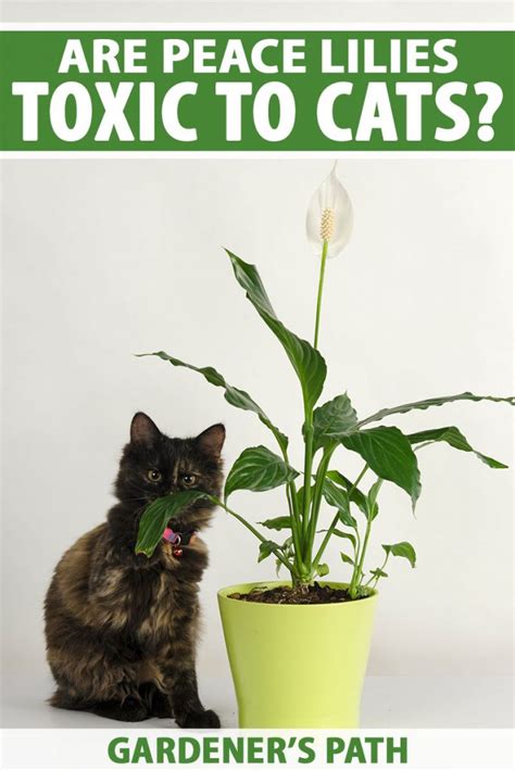 Are Peace Lily Plants Toxic to Cats? | Gardener’s Path