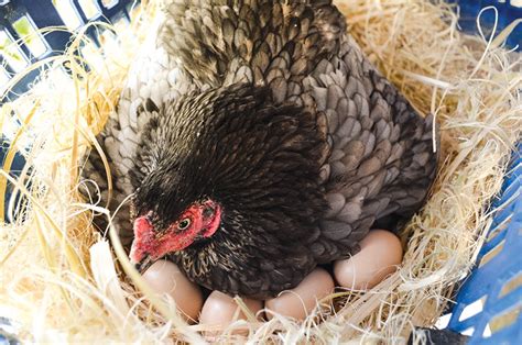 How & Why Chickens Make Double Yolk Eggs - Hobby Farms