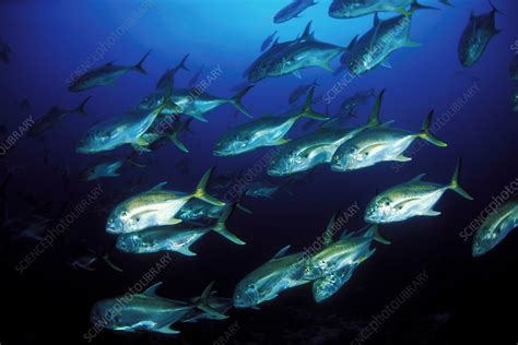 Crevalle Jacks - Stock Image - Z605/1138 - Science Photo Library