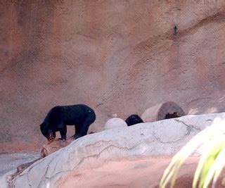 Sun bear cubs | Lionel & Heidi | Flickr