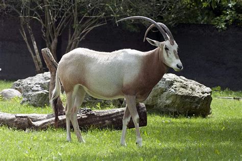 Scimitar oryx (Oryx dammah) – Endangered Animals