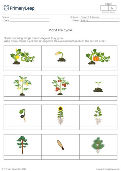 Plant Life Cycle Worksheet Grade 5 Kidsworksheetfun - Bank2home.com