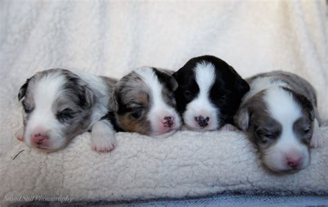 Newborn Aussie Puppies - porsche944blog