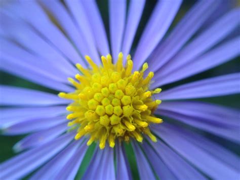 Symphyotrichum oblongifolium – OmahaPlants.org