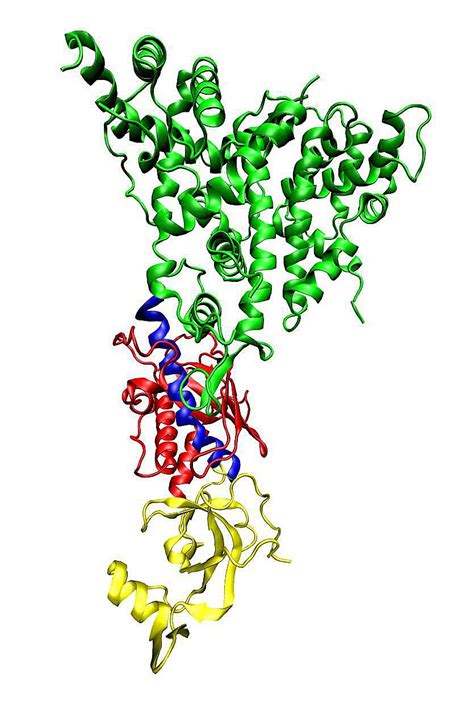 siRNA's Uses in Molecular Genetics Research