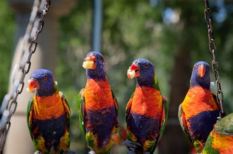 The Ultimate List of Australian, African List of Parrot Breeds & Pets - [New 2020]