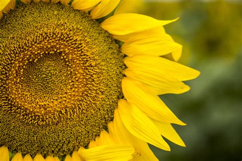 Summer fields of gold | Sunflowers at Quirindi, NSW. | Flickr