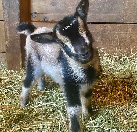 Baby Goat Yoga | Happy Goats Farm | Holliston