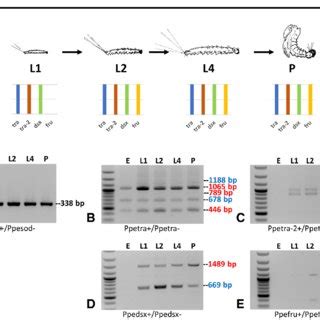 Sand fly life cycle and developmental expression analyses of sex ...