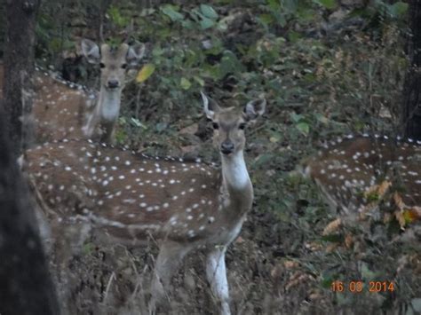 Barnawapara Wildlife sanctuary and Tributaries of River Mahanadi