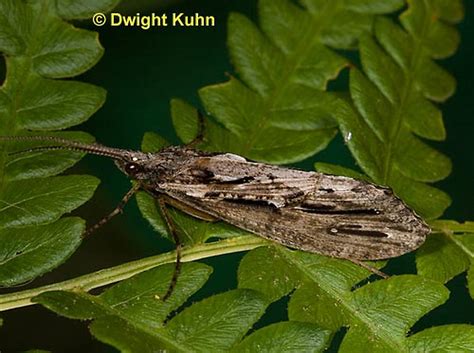 Insect Identification Caddisfly