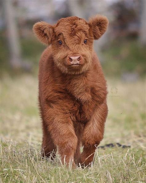 🎋🌴🐨🍓🌹🌧🙂 ️🛤🎧🐼👳🏻🚡🚢🙆🏻‍♂️🖤 Highland Cattle calf 🐮 Scotland. Photo by 🐭🐏🐣🍇🤩🚞 ...