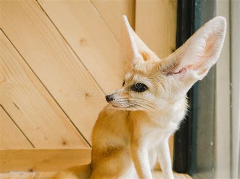 Fennec fox as a pet. stock photo. Image of hunter, environment - 65638724