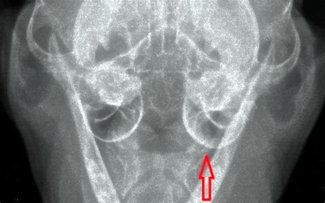 Inflammatory polyps and ventral bulla osteotomy in cats | VET-MAGAZIN.com