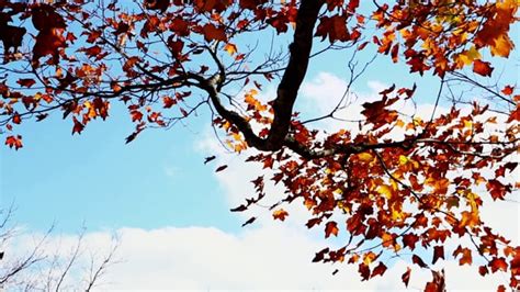 Autum Videos: Download 7+ Free 4K & HD Stock Footage Clips - Pixabay