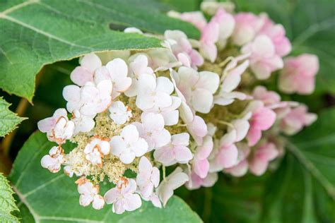 How to Grow and Care for Oakleaf Hydrangea