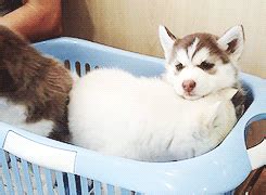 Huskies in a basket | Husky, Dogs, Animals
