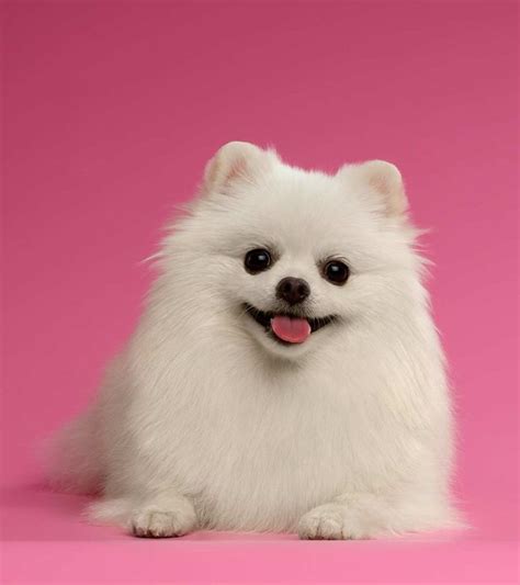 White Pomeranian - Why White Poms Are More Unusual Than Most! | White pomeranian, Pomeranian ...