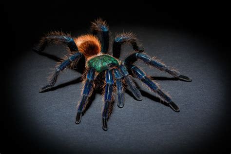 Greenbottle Blue Tarantula / GBB (Chromatopelma cyaneopubescens) Care Sheet