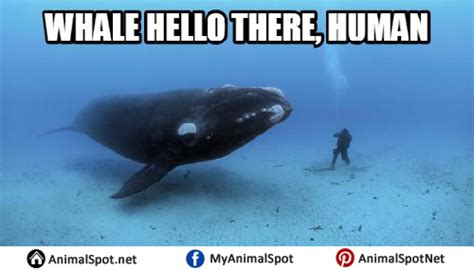 Whale Love Memes