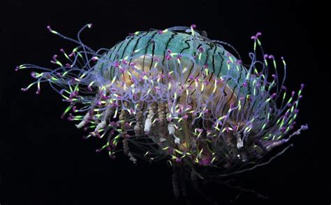 Secret Lives of Flower Hat Jellyfish Revealed | Live Science