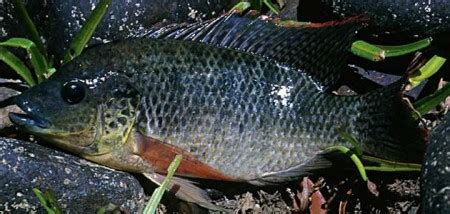 Oreochromis mossambicus (Mozambique Mouthbrooder) — Seriously Fish