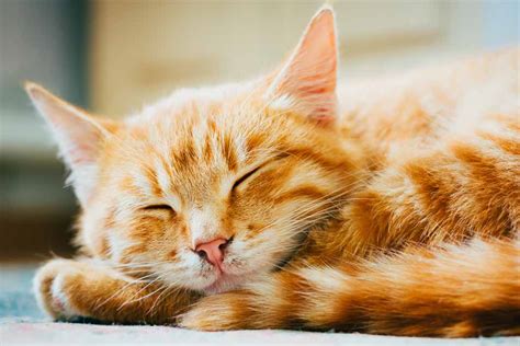 Cool Facts about Orange Tabby Cats | Pet Friendly House