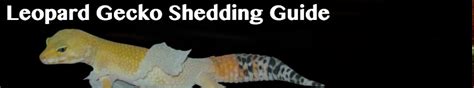 Leopard Gecko Shedding Problems? | LeopardGeckoLand.com