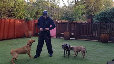 Two Frenchie Staff's training - YouTube