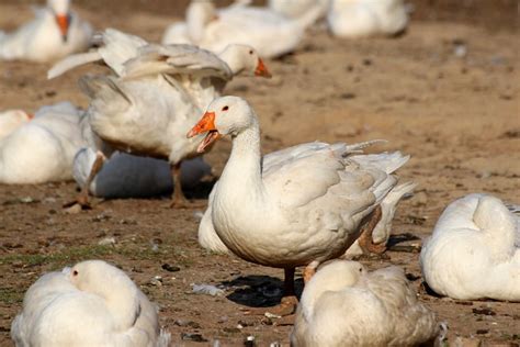 Geese Feathers Wildlife - Free photo on Pixabay